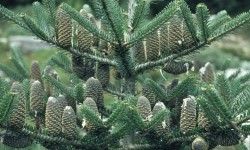 Abies koreana