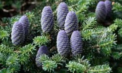 Abies koreana