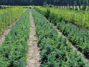 Jod�a arizo�ska z gruntu,