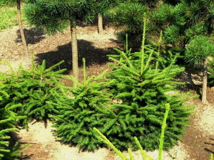 �wierk pospolity wykopywany z bry�� korzeniow� 